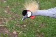 Grey crowned crane