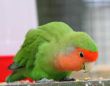 rosy faced lovebird