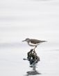 Common Sandpiper