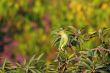 Rose Ringed Parakeet