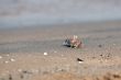 Fiddler Crab