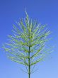 Field horsetail in autumn