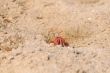 Fiddler Crab