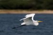 Egret