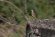 Paddy Field Pipit