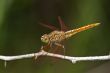 dragon fly