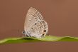 Pandava Butterfly