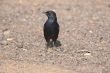 Indian Robin