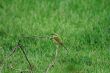 Bee Eater