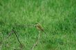 Bee Eater