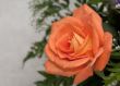 Orange Rose