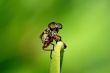 Robber Fly