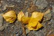 Falling poplar twig