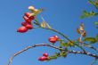 Red sweetbrier berries