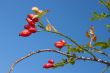 Red sweetbrier berries