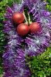 Christmas Decorations on Tropical Plant