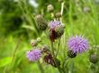 Red insect on the thistle
