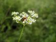 Red insect on the flower