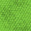 Reptile`s skin texture