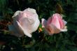 Fine rose