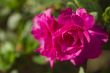 Pink Flower