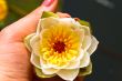 Water lily with fly and spider in girl hand