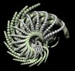 alien plant