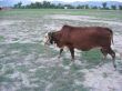 cows grazing in the fields in pakistan