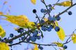 Ripe blackthorn fruits
