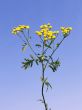 Tansy flowers