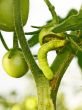 Cutworm eats green tomato