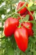 Red tomatoes in greenhouse