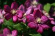 Two Purple Clematis