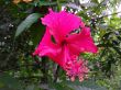 Red Hibiscus flower