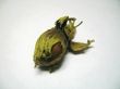 The nut isolated