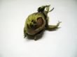 The nut isolated
