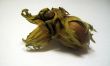 The nut isolated