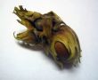 The nut isolated