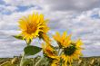 Sunflowers in the field