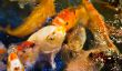 Fish in the pool
