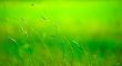 Grass pile on the smooth blurred green background