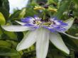 Passiflora in bloom. Brasil maraquja and the bee