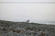 Sea gulls on the seashore