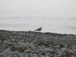 Sea gulls on the seashore