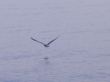 Sea gull flying over the sea