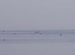 Sea gull flying over the sea