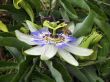 Passiflora in bloom. Brasil maraquja and the bee