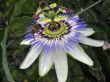 Passiflora in bloom. Brasil maraquja and the bee