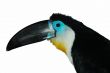 Channel-billed Toucan2