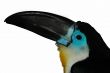 Channel-billed Toucan3